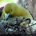 綠鳩雛鳥拍攝紀錄〈上〉