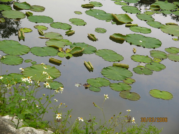 池塘邊小黃花