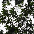 仰望的天空