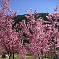 武陵富野度假村_步道001