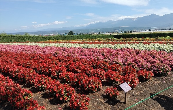 [日記] 北海道初體驗