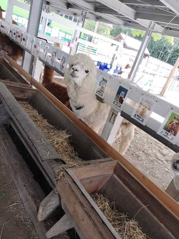 [日記] 北海道初體驗