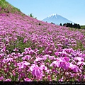 芝櫻與富士山