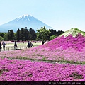 芝櫻與富士山