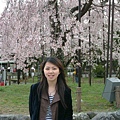 百年櫻花樹