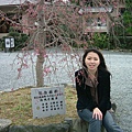 看起來很衰的櫻花樹