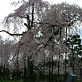 嵐山公園．百年櫻花樹