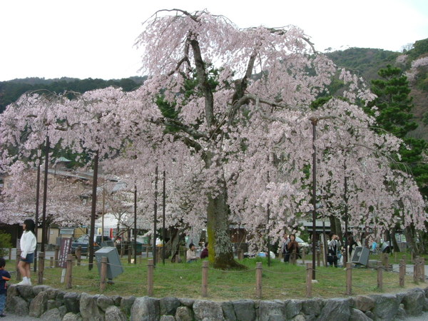 嵐山公園．百年櫻花樹