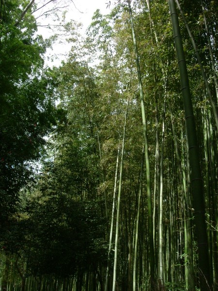 嵯峨野．高聳的大片竹林