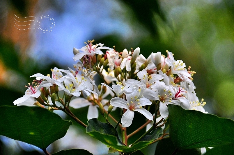 桐花樂活公園