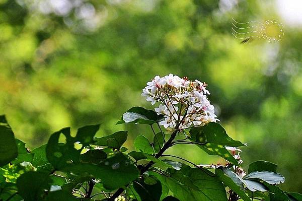 桐花樂活公園