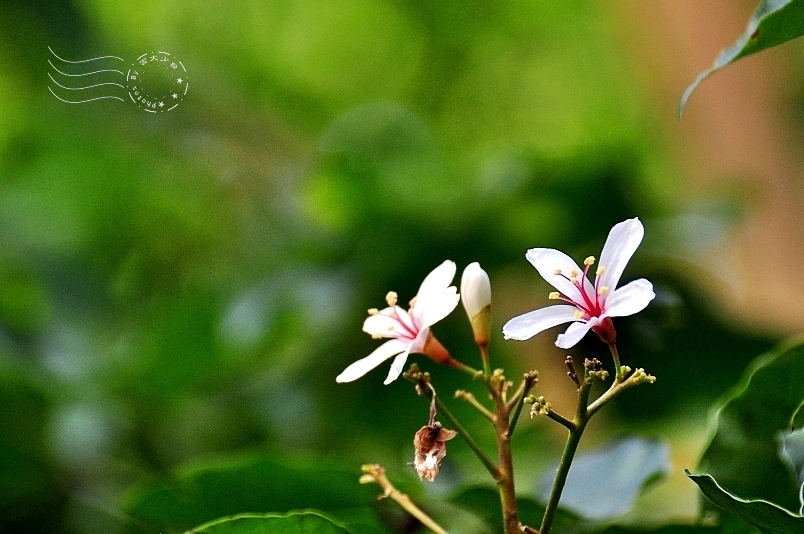 桐花樂活公園