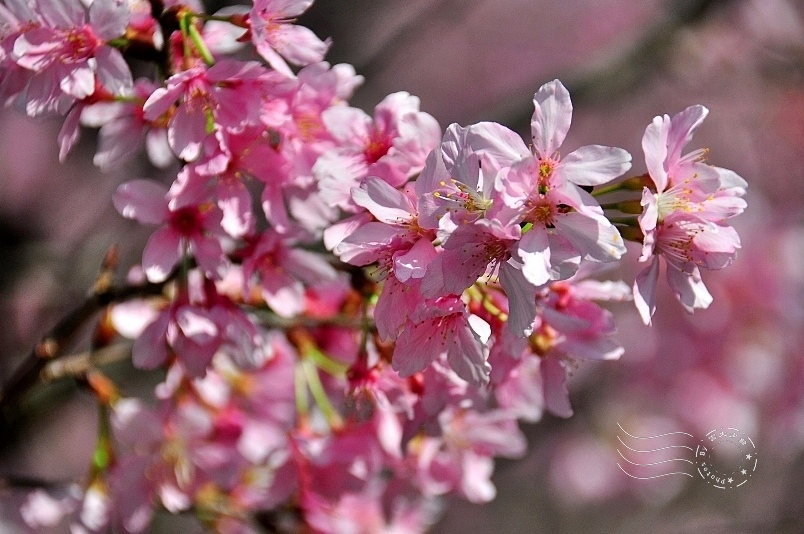 陽明山櫻花