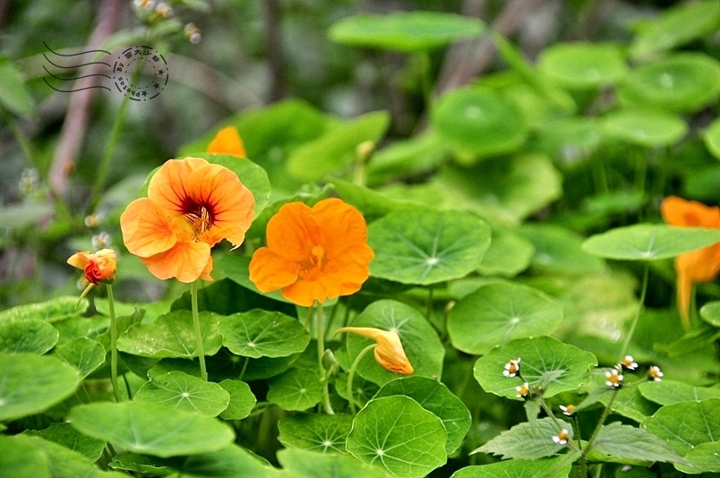 西湖渡假村金蓮花