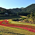 大溝溪親水步道彩虹花海