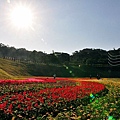 大溝溪親水步道彩虹花海