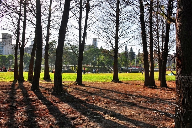 大湖公園落羽松