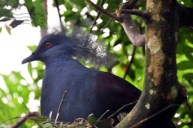 鳥類生態公園