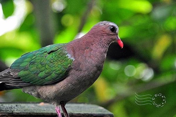 鳥類生態公園