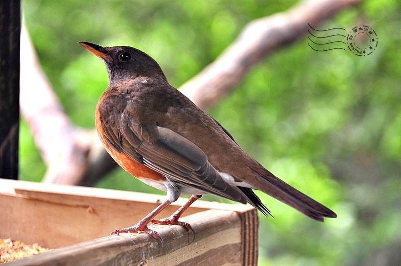 鳥類生態公園