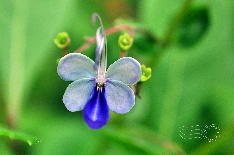 藍蝶花