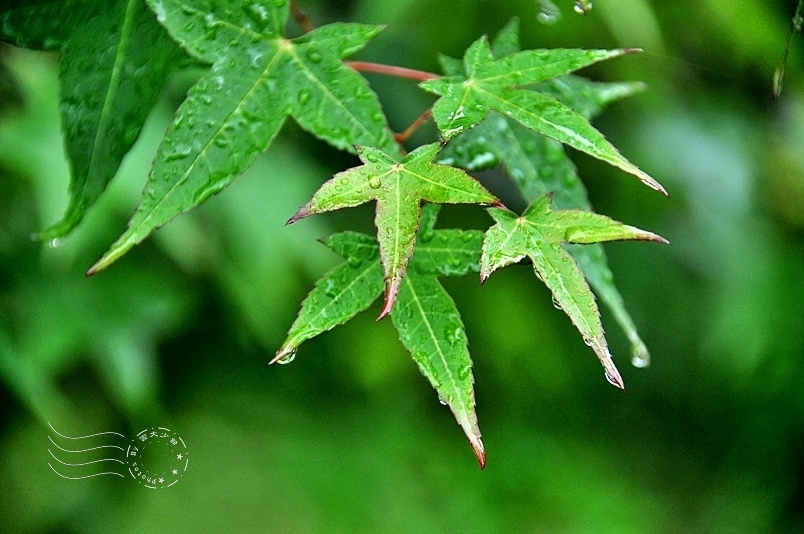 西湖渡假村