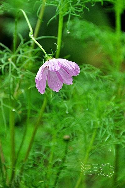 大波斯菊