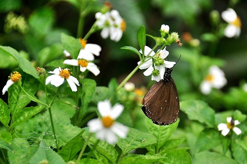 金山獅頭山公園