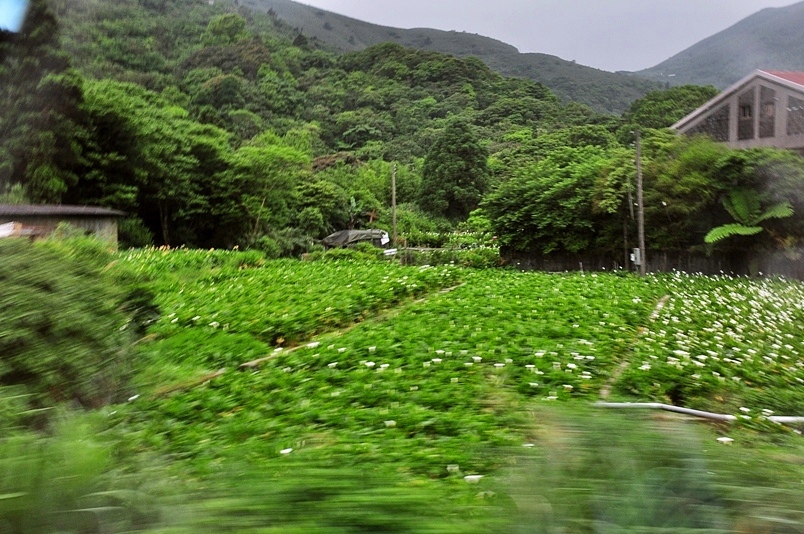 陽明山竹子湖