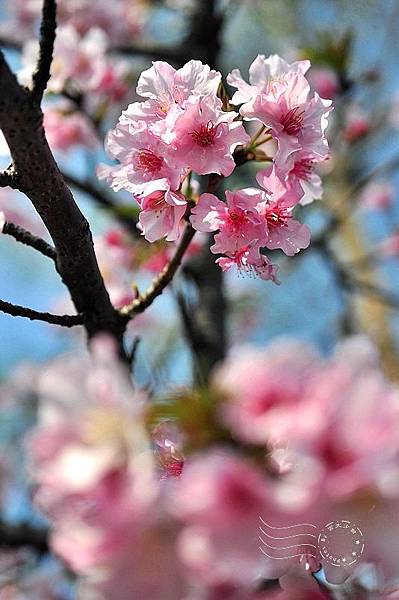 公館自來水園區河津櫻