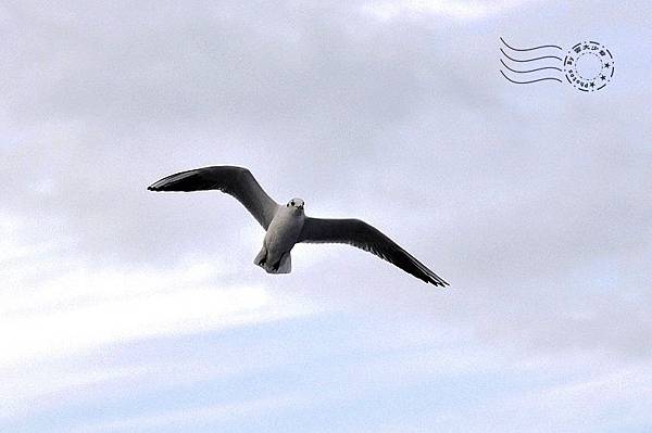 達達尼爾海峽海鳥