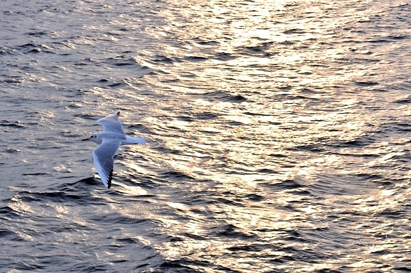 達達尼爾海峽海鳥