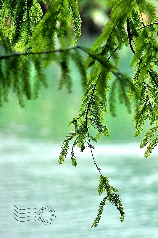 花蓮雲山水