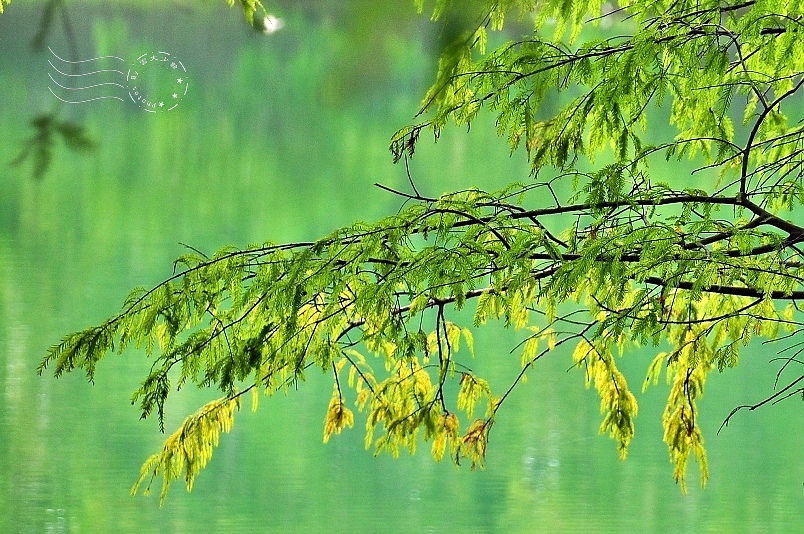 花蓮雲山水