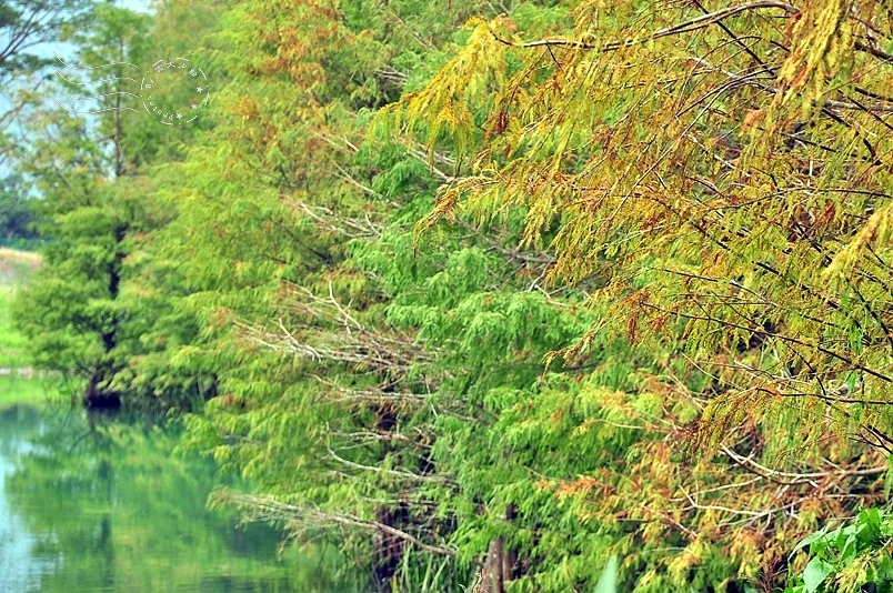 花蓮雲山水