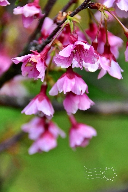 平菁街42巷山櫻