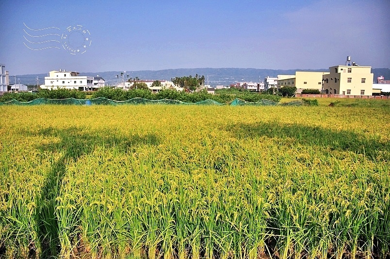 社頭稻田