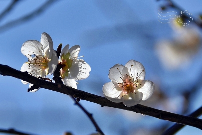 至善園梅花