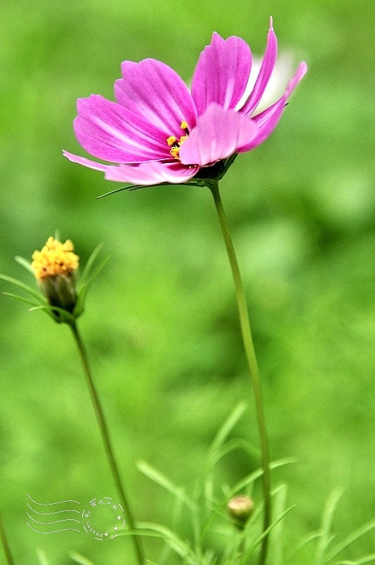 大波斯菊