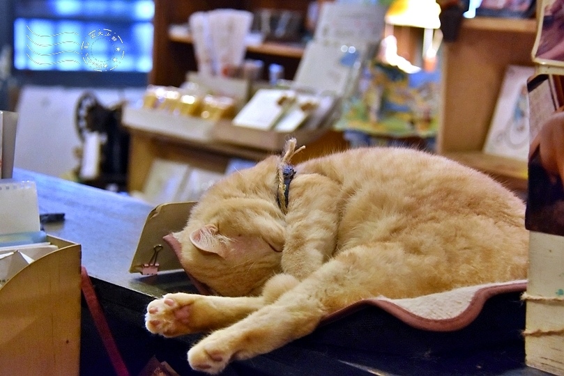 花蓮時光二手書屋店貓