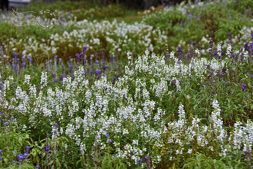 天使花