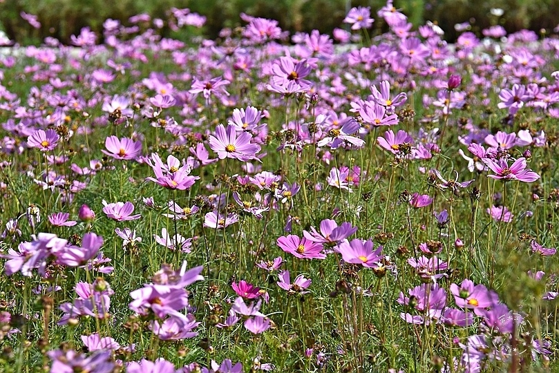 台北市立美術館大波斯菊