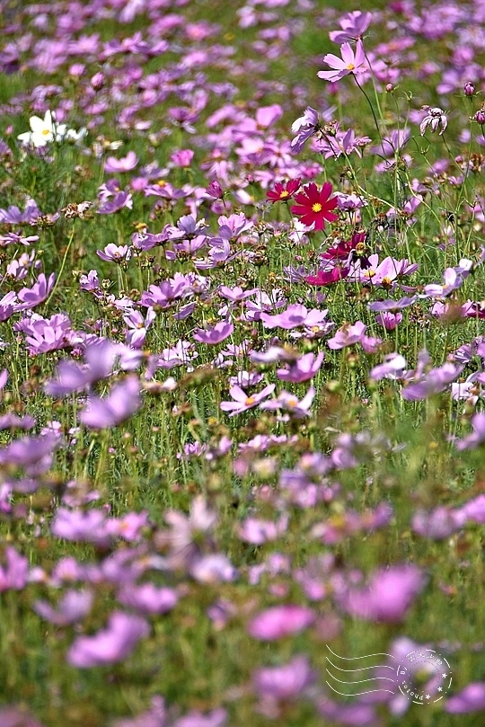 台北市立美術館大波斯菊