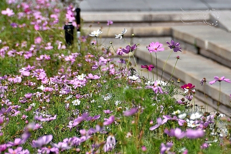 台北市立美術館大波斯菊