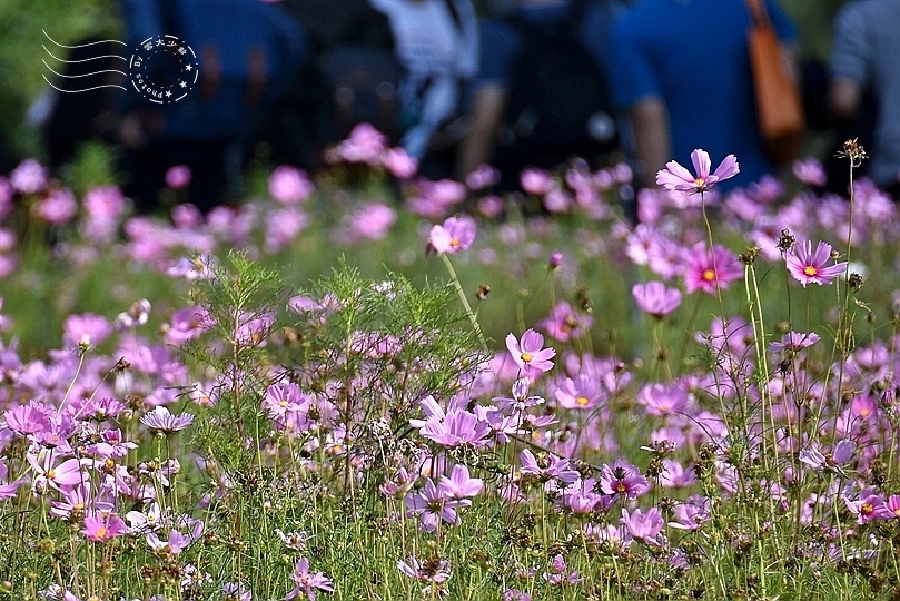 台北市立美術館大波斯菊