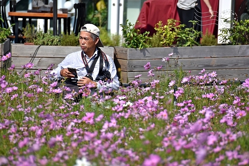 台北市立美術館大波斯菊