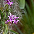 台中花博:花舞館