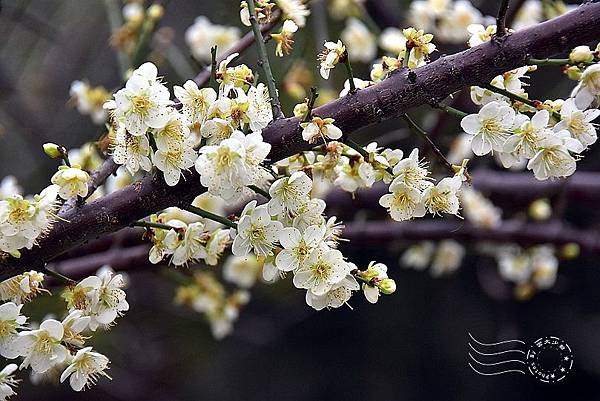 榮星花園梅花