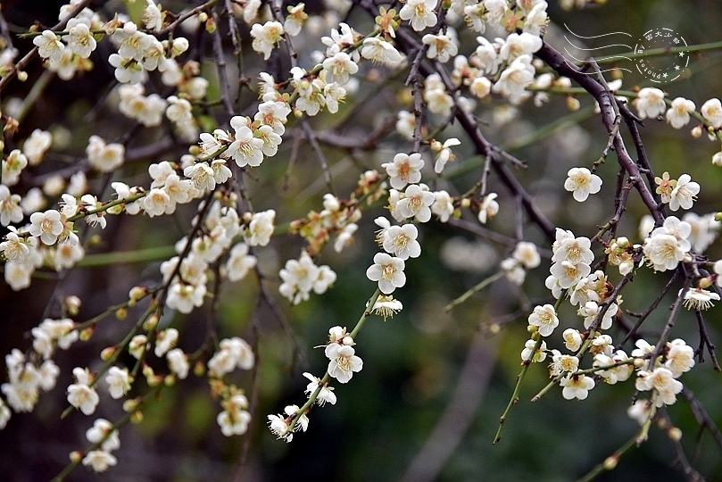 榮星花園梅花