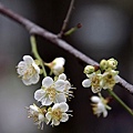 榮星花園梅花